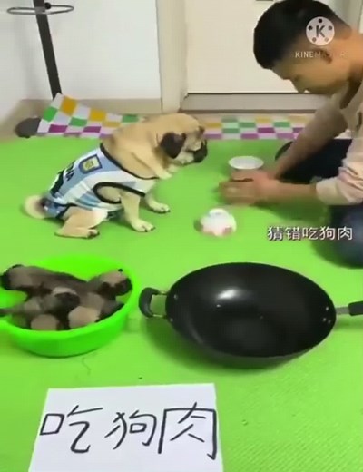 Pug Plays with Puppies in a Fun Interactive Scene