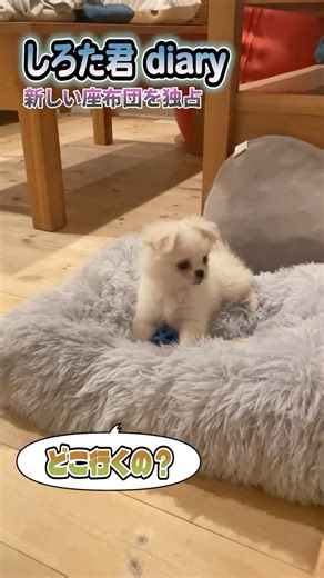 白いペキポメが新調した座布団を独占 #子犬 #犬のいる暮らし #成長