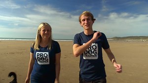 130K views · 886 reactions | [Free Video Series] Become An Innovative Game-Based PROFESSIONAL DOG TRAINER Here's the ‍FREE Video Training Series‍ https://prodogtrainer.me/wow-them …that shows you how to achieve this through the 3-step, WOW, INSPIRE, TRANSFORM system of games and SUCCESS for you and your students! Then join the Facebook group to follow along with the FREE discussion and teaching  facebook.com/groups/prodogtrainer.me | absoluteDOGS | Facebook