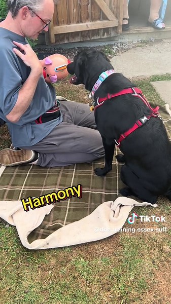 Last week it was still warm for the evening Dog Classes so we did brain work tricks! Using the mind more than physically moving lots. Paw Target and Nose Touch Target used with these! Well done Delilah and Harmony #dogtricks #toohotfordogs #dogtrainingclasses #puppytraining #dogtrainingtips