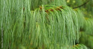 Pinus wallichiana is a coniferous evergreen tree. This tree is often known as Bhutan pine. Other names include blue pine, Himalayan pine.