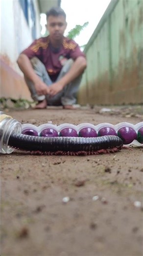observing the movement of millipedes and feeding them #millipede #millipedes #shorts