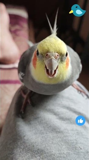 My Angry Cockatiel Won't Stop Biting! 🔥طوطی عصبانی من - نگاه کن چیکار کرد! 🔥
