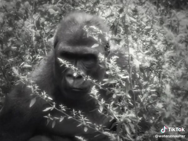 Exploring the Fascinating World of Gorillas
