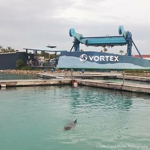 Is this what dolphin conservation looks like?