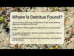 Where Is Detritus Found? - Ecosystem Essentials