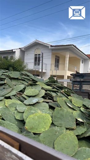 Prefeitura Municipal de Iguatu on Instagram: "No último dia 15 de janeiro, o município de Iguatu recebeu da Secretaria de Desenvolvimento Agrário do Estado do Ceará 50 mil raquetes de palma forrageira, através do programa Hora de Plantar. Essa ação é fruto de uma parceria entre o Governo do Estado do Ceará, a Ematerce e a Secretaria de Desenvolvimento Agrário de Iguatu, com o objetivo de garantir alimento de qualidade para os animais durante o período de estiagem. ✅ Palma forrageira: rica em águ