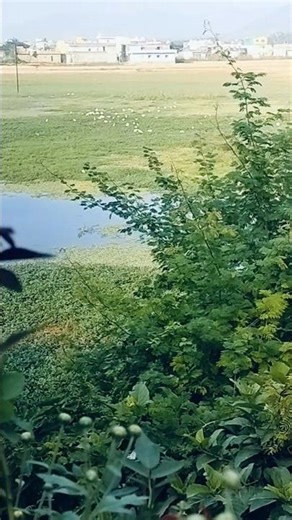 ek Surya hai#viralshort #shortsviral #viralreels #trustonallah