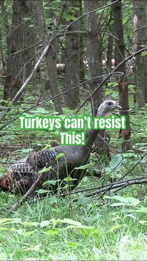 How I get turkeys to run toward me #hunting #tips #outdoors