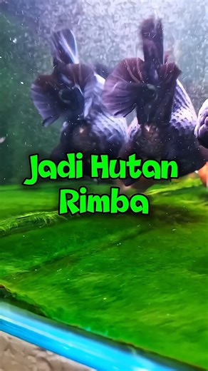 1 Bulan Pakai Lampu ULTRA-men