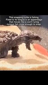 Snapping turtles are large, freshwater turtles known for their powerful bites and aggressive nature | Get Wild