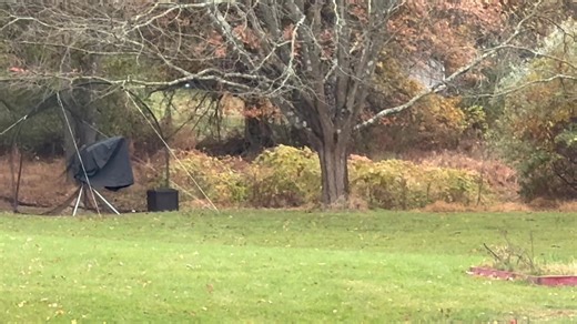 Hi folks, please take a good look at this and tell me what you think this animal is? Background: I saw it across the street and immediately I told myself this does not look like a deer. But maybe it is a deer with branches stuck in its antlers? But it looks like there could be fur underneath the neck, and it seemed to be lower and longer than a deer. Any guesses? | Rick Holmes