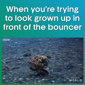 Why is this me? #OctopusInMyHouse | BBC Earth