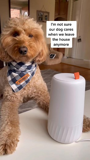 has replaced us as Bentley’s new best friend - code EUFYPETKT1 saves you $80! #dogtiktok #petcamera #eufypet #dogtok | Mini Doodle Bentley