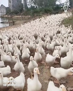 The chicken farm looks like a fairytale 🐔 | Lilyon
