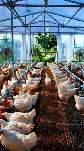 Peternakan ayam pedaging.‪@Abdulqodirchanel‬