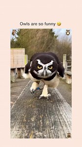 Funny Owls 👀🤣 | Owl Addict