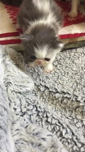 Adorable Dasha Kitten Sounds Like A Baby Mocking Bird! (2025)