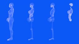 4 videos in 1, female body in blueprint style - rotating mesh...