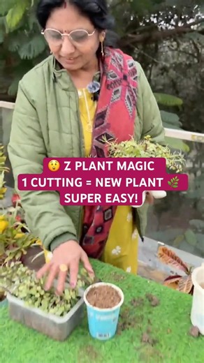 Z Plant (ZZ Plant) ki cutting se banaye naye plants🌿Easy Indoor Plant Propagation | Home Gardening