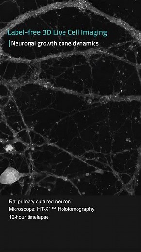 Inside Synapse Formation: Neuron Connection in Label-Free 3D