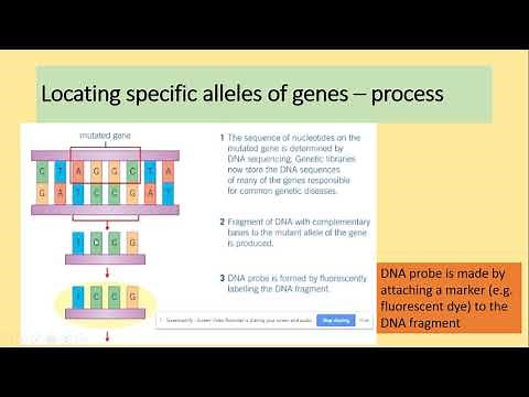 3.8.4.2 Locating genes, genetic screening and counselling. AQA A level biology