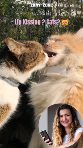 cats review video 😹 funny moments #cat #catshorts #funnycomedy #review