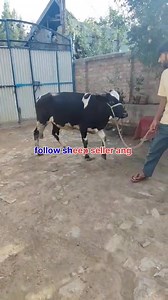 9.1K views · 81 reactions | Alhamdulillah sold out #heifer #post #viralreelschallenge #viralvideochallenge Follow sheep seller ang For ADD PROMOTION CONTACT Thanks to all brothers who support  ❤️   ♥️ | sheep seller ang | Facebook