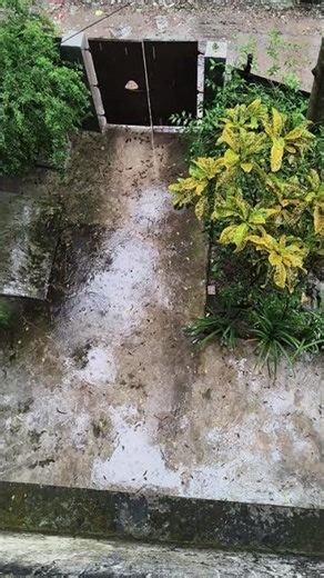 Wind and rain sounds for sleeping #rain #shorts