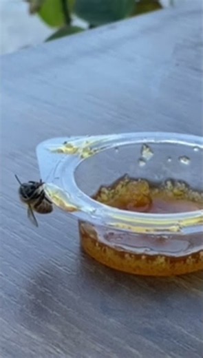 Feeling really sad about starving honeybee eating commercial honey😭. Save the bees. No pesticides