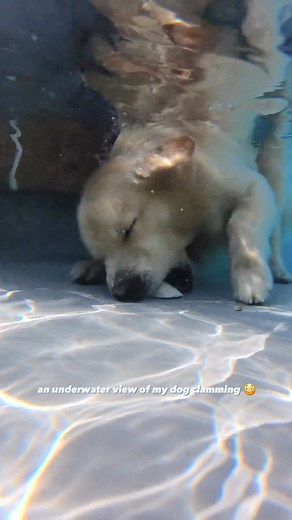 Drake The Golden Retriever on Instagram: "normal dogs play fetch, my dog likes to clam. to each their own 藍 #goldenretriever #funnyanimals #dogmom #funnygoldenretriever #goldenretrieversofinstagram #clamming #dogsofinstagram #myfavoritegoldens #doggos #welovegoldens #funnydogs #doggosbeingdoggos #swimminglessons #funnypets"