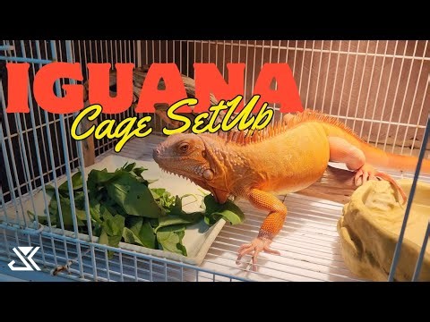 Iguana Cage Setup!!! Iguana Basic Care