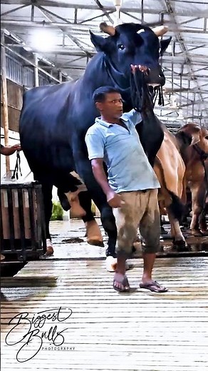 Gigantic Holstein Friesian bull coming out of the barn