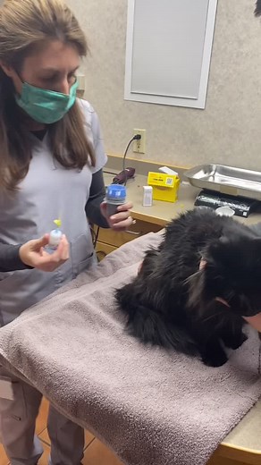 Monitoring Glucose Levels in Cats and Dogs at Home