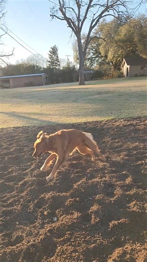Watering #onions with #Sophie #dog