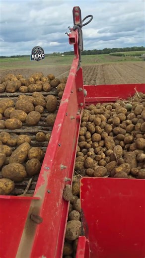 Dewulf Kartoffel am laufenden Band🥔💯🥔