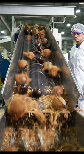 From fresh coconuts to pure coconut oil 🥥✨ Step inside the factory and see how coconuts are opened,