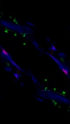 RGB Background Screen