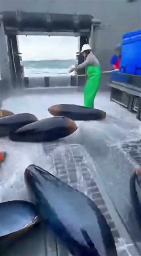 One Wrong Step — Mussels Turned the Walkway into a Slip Trap