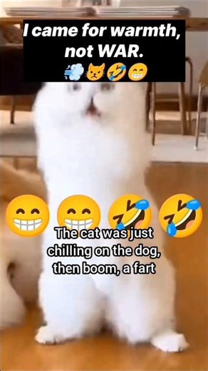 When a Dog Farts Mid Cuddle LOL💨🤣😁