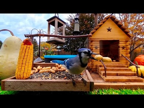 🔴LIVE 4K Cottage Garden Bird Feeder: BlueJays, Squirrels, Doves and Sparrows