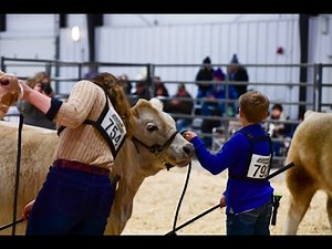Clipping a SHOW Steer!