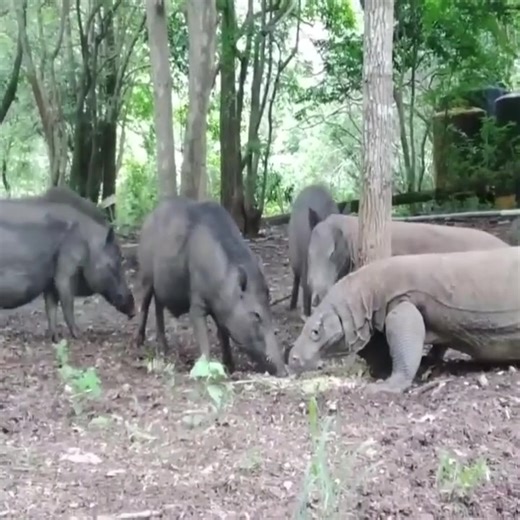 1.4M views · 10K reactions | dragon #OMG #ootd #animals #challenge #instagood | Car Enhancements | Facebook