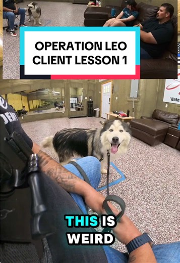 Reintroducing Leo: A Dog's Journey After Training