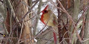 Rare Half-Male, Half-Female Cardinal Appears to Have Male Companion