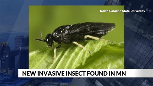 New invasive species in Minnesota