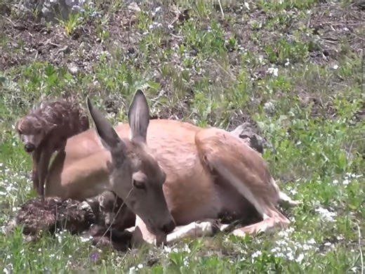 431K views · 9.6K reactions | 5 Deer Giving Birth To Baby Fawns | Animal Top | Facebook