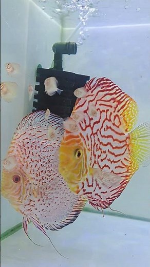 #ikandiscus #discusbreeding #discusbreed #burayak #discusfish #discusfarm #discustank #discusthrow