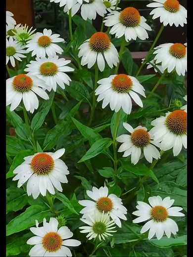 A flower that brings life to your garden 🌼🐝 #flowerseeds #seeds #garden #coneflower