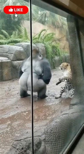 Gorilla Dominates Leopard with Epic Slam | Emma Williams